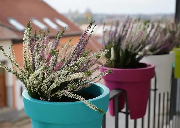 One Luxury 에게르